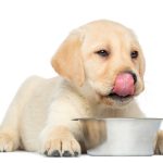 Top criterii de selecție pentru hrana uscată destinată câinilor juniori