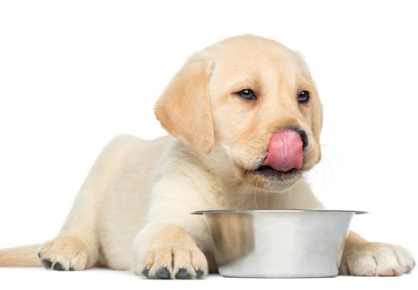 Top criterii de selecție pentru hrana uscată destinată câinilor juniori