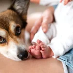 De ce este benefic ca bebelușii să crească alături de un câine. Cum le influențează imunitatea